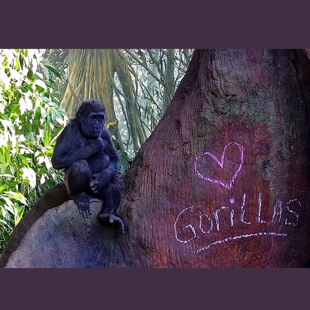 Meet your Posher, Susan